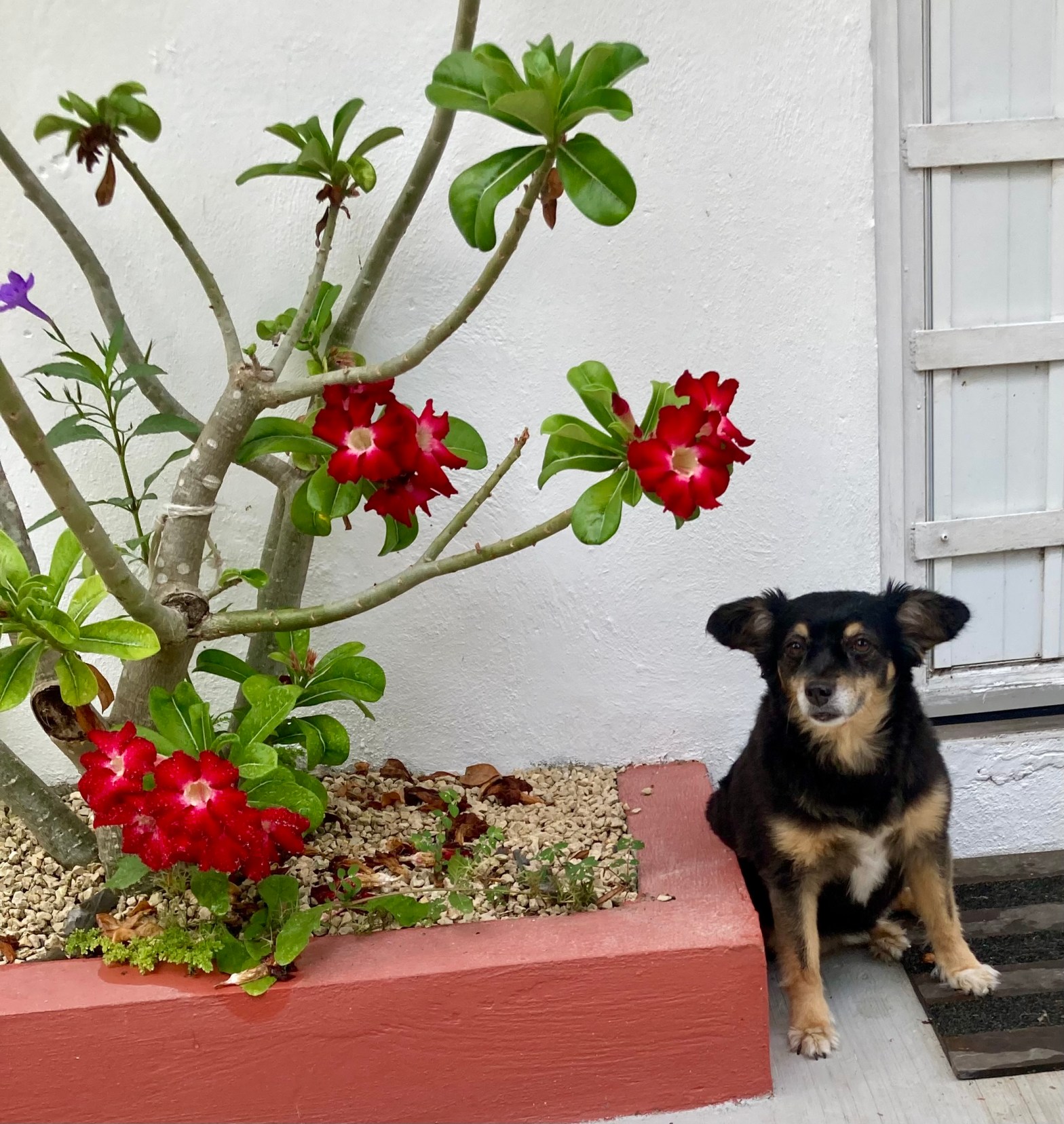 A small black and brown dog sitting by a red flowering plant.